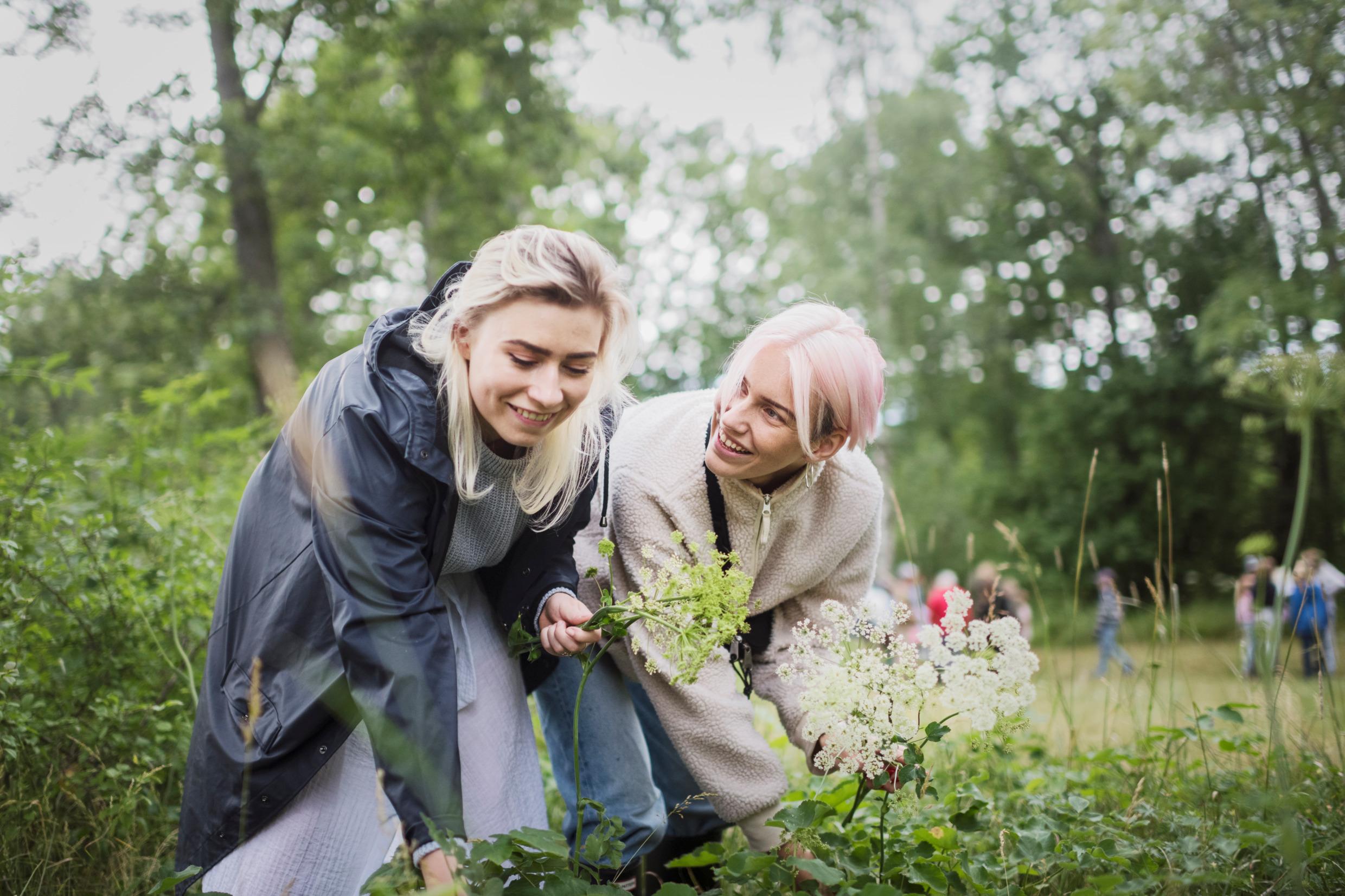 Two women picking flowers for midsummer.