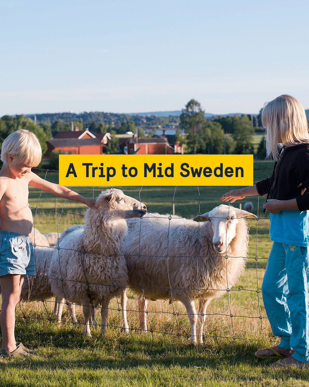 Children petting sheep on a farm.