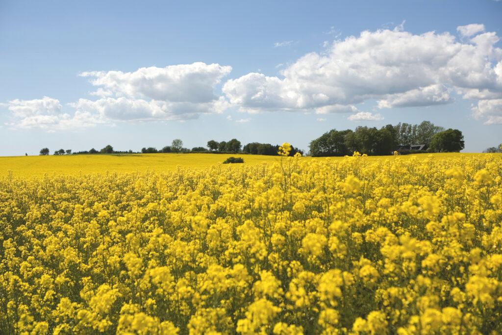 Canola flower