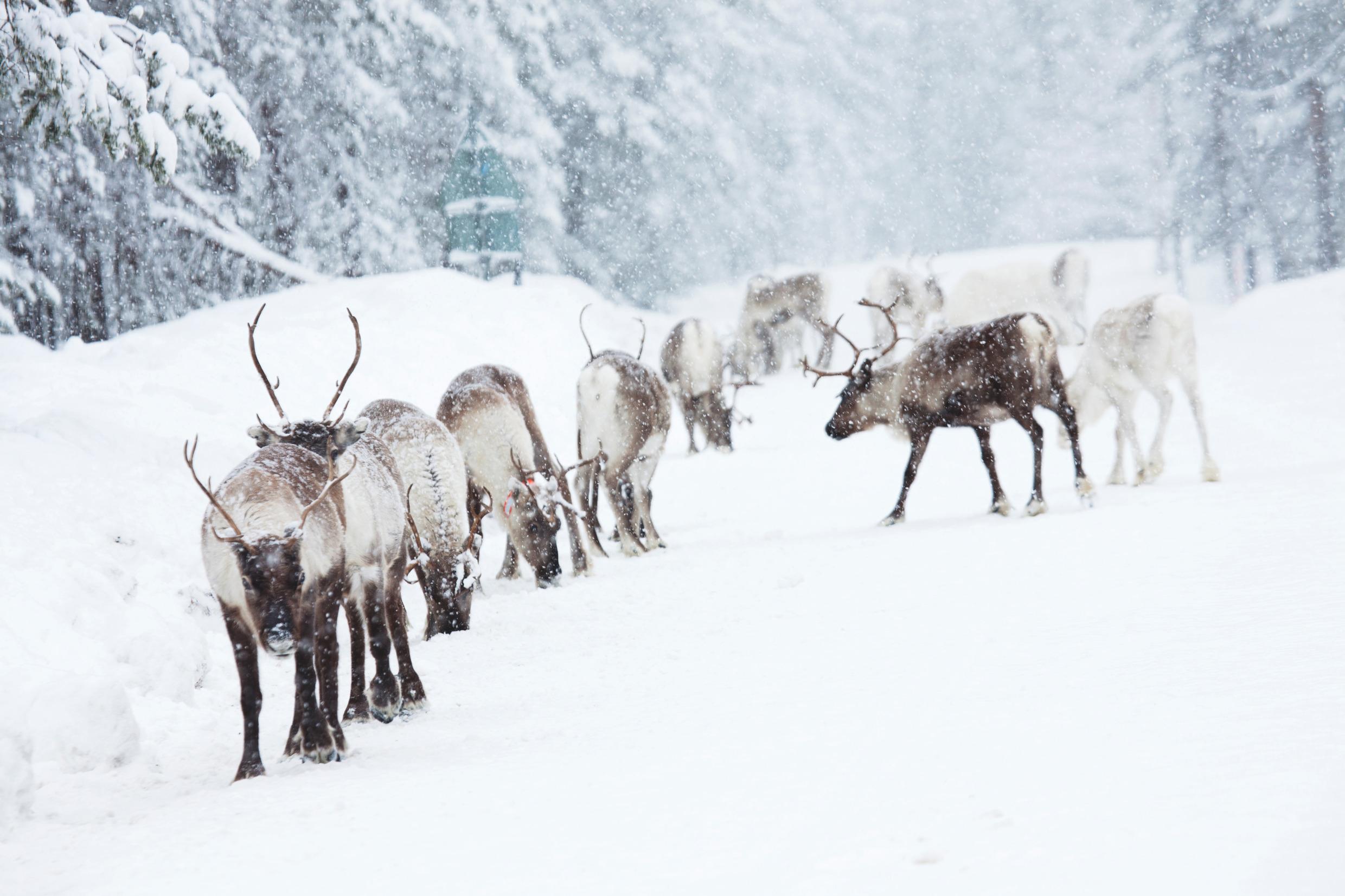 Reindeer in snow